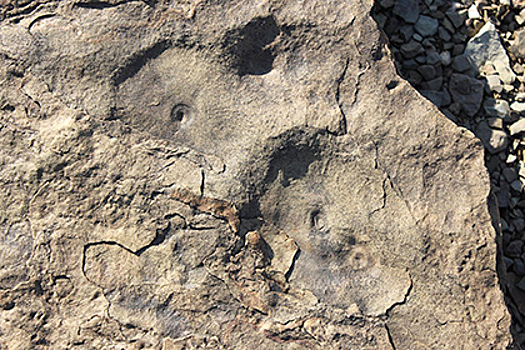 Раскрыта главная причина массовых вымираний на Земле