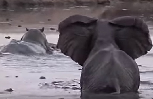 В Африке слониха, защищая своего детеныша, подралась с двумя бегемотами