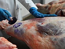 Как изменился продовольственный рынок России из-за продэмбарго