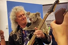 Участник группы Queen сыграл на гитаре для выжившей в пожаре коалы