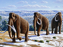 Мамонт оказался китом: семидесятилетняя ошибка изменила историю Аляски