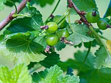 Гинзбург посоветовал некоторым людям отказаться от крыжовника