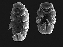Люди станут неуязвимыми к радиации
