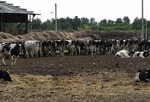 В Исилькульском районе Омской области сразу на нескольких фермах у коров выявили смертельное заболевание