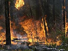 "Когда губернатор цитирует экстремистскую литературу - это за гранью добра и зла!", депутат рассказал, кому выгодна горящая тайга