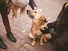 Почему в Чехии нет бродячих собак