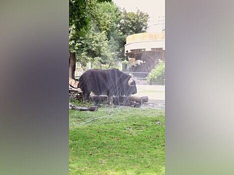 Московский зоопарк заявил, что животные комфортно переносят жару