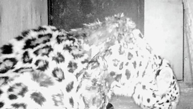 В Приморье двум иностранным туристам удалось заснять на камеру самого редкого леопарда