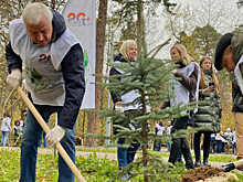 В Экопарке «Губайловский» в г.о. Красногорск высадили более 50 голубых елей