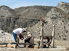 В Дагестане краснокнижных птиц использовали для фото с туристами