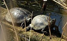 В Курске проснулись краснокнижные болотные черепахи