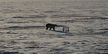 Перепись косолапых: в Якутии подсчитали количество белых медведей