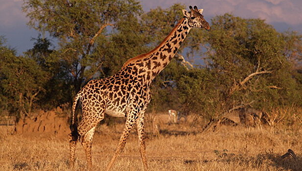 В ЮАР жираф искусал туристов до полусмерти