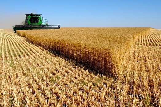 Урожай зерновых этого года в России войдет в топ-3 за всю историю