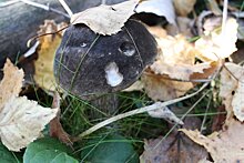 Пять из 40 заблудившихся в нижегородских лесах грибников до сих пор ней найдены
