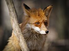 День лисы со столичными экоцентрами: узнайте о хитром животном наших лесов