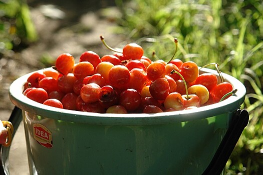 Глава союза «Садоводы Кубани» объяснил, почему черешня на Кубани стоила более 500 рублей за килограмм