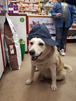 Любимая собака всего костромского Заволжья попала под колёса автомобиля