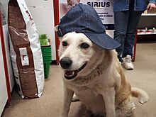 Любимая собака всего костромского Заволжья попала под колёса автомобиля