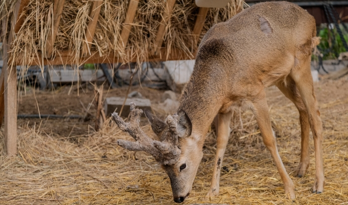 В Волгоградской области охотникам разрешили добыть 25 благородных оленей
