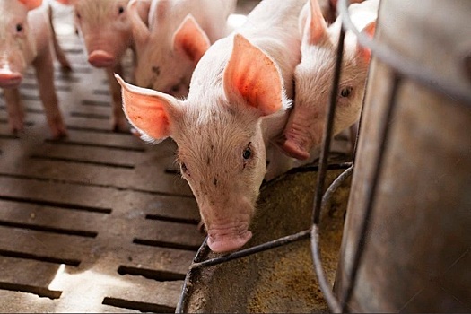 Получится ли запретить кормить свиней пищевыми отходами?