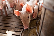 В Италии за два месяца от АЧС пострадало крупнейшее поголовье свиней