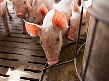 Живые свиньи в России подешевели до минимума за два года
