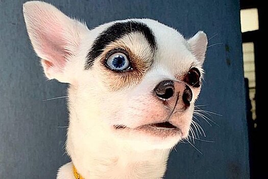 Фото: Необычный пес напомнил пользователям соцсетей злодея из мультфильмов