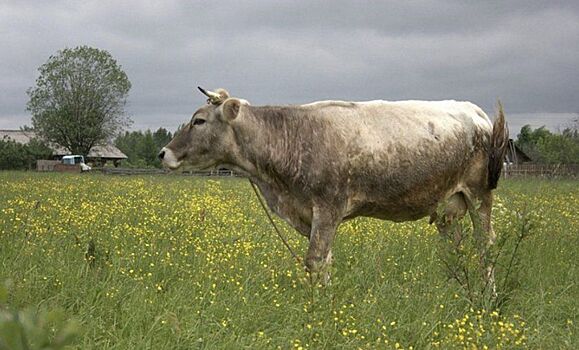 Костромским коровам грозит голод из-за глобального потепления