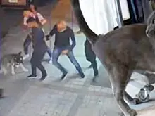 Агрессивный кот затерроризировал собак в Турции - видео
