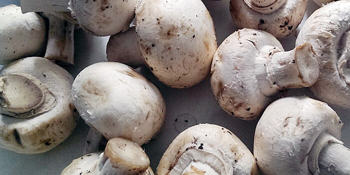 Врачи назвали замедляющие старение грибы