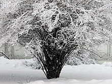 Оренбургский коммунальщик на тракторе спас снеговика и стал звездой интернета