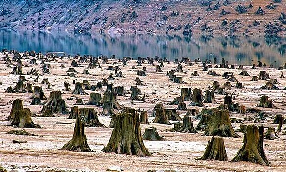 ФАО: леса исчезают с лица Земли
