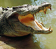 71-летний пенсионер после встречи с крокодилом