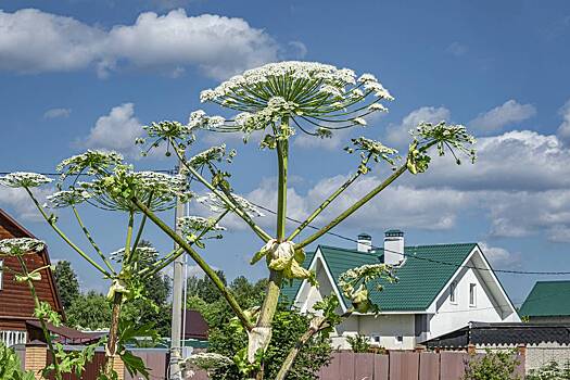 Врач назвала порядок действий при контакте с борщевиком