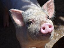 В Новосибирской области пересчитали свиней и поставил их на учет