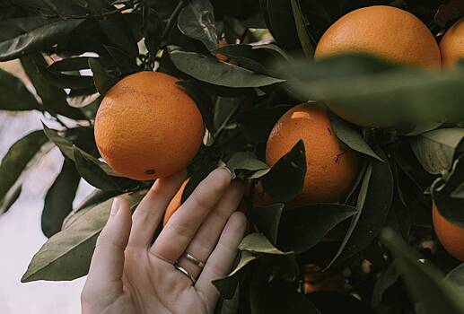 Уролог перечислила вредные для мочевого пузыря продукты