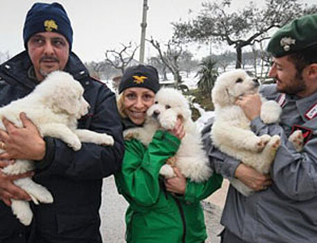 Выжившие пушистые постояльцы – спасатели обнаружили щенков в отеле Rigopiano