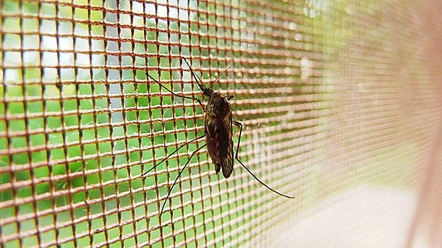 В парке Тарко-Сале установили ловушки для комаров и мошек