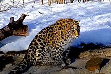 Спасенный котенок редкого леопарда попал на камеру в Приморье