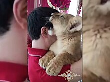 Столичные полицейские забрали у приезжего фотографа двухмесячного львенка