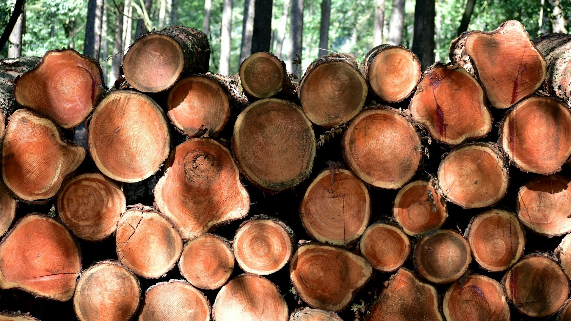 Финляндия пытается помешать экспорту российской древесины в Японию