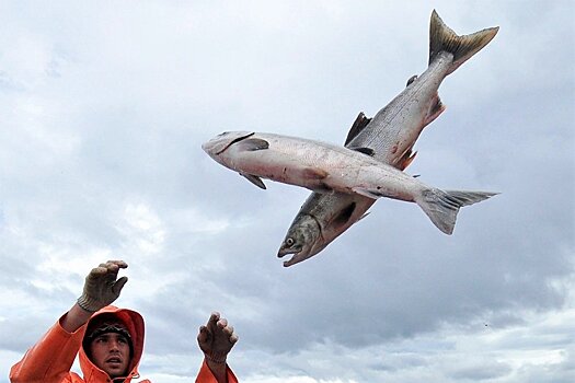 Беспилотники проследят за запасами лососевых рыб
