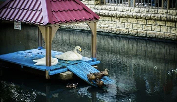 Лебеди из центрального парка Ставрополя не могут вернуться домой из-за коронавируса