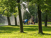 В Новосибирске американский клен признан угрозой: готовятся зачистки