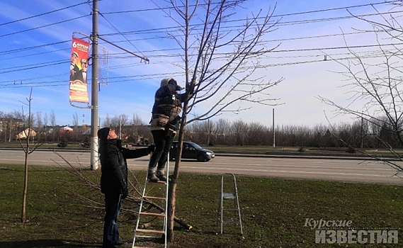 В Курске опилили 200 молодых деревьев