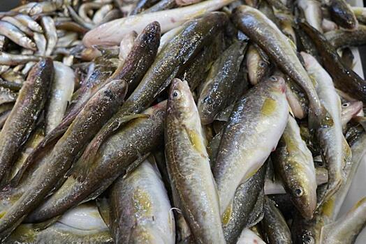 Раскрыта неприятная правда о наваге, которую ловят рыбаки в Приморье