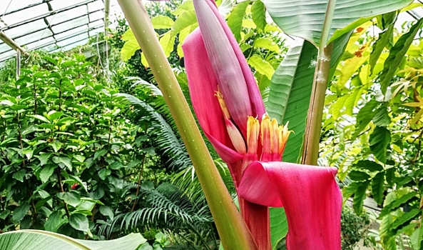 В Волгоградском ботаническом саду зацвел розовый банан
