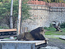 Обжился и царствует: в Калининградском зоопарке показали новоприбывшего льва Тиграна