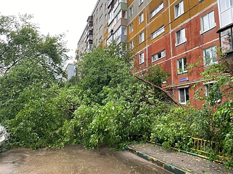 19 деревьев повалило прошедшим в Нижнем Новгороде ливнем